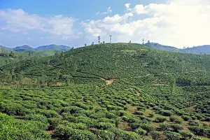 Tea plantation camellia sinensis