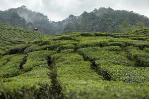 Tea plantation, Cameron Valley Tea