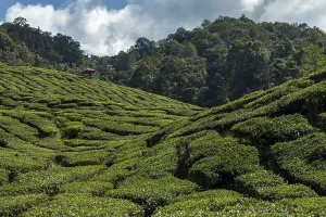 Tea plantation, Cameron Valley Tea