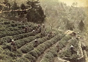 Tea plantation, cultivation and harvesting of tea