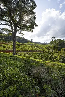 Tea plantation on hills between tropical rainforest