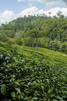 Tea plantation on hills between tropical rainforest