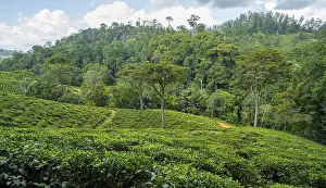Tea plantation on hills between tropical rainforest