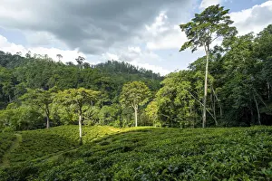 Tea plantation on hills between tropical rainforest