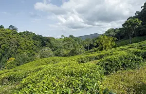 Tea plantation on hills between tropical rainforest