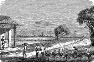 Tea plantation in Japan in 1870