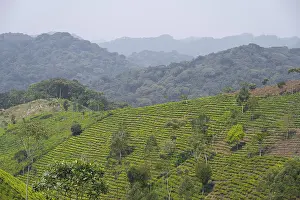 Tea plantation in the mountains