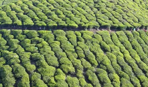 Tea plantation Munnar, aerial view