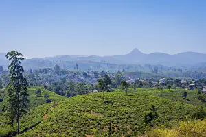 Tea plantations and Adams peak mountain behind