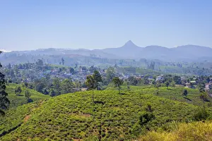 Tea plantations and Adams peak mountain behind