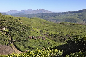 Category Mountain Landscapes Prints: Tea plantations, highlands around Munnar