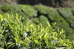 Tea plants Latin name Camellia sinensis fresh foliage and tender leaves