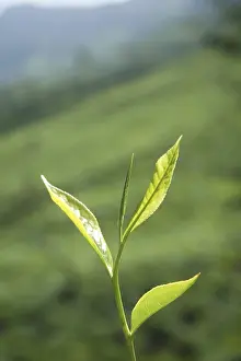 Category Historic EN Prints: Tea plants Latin name Camellia sinensis fresh foliage and tender leaves