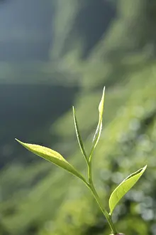 Category Historic EN Prints: Tea plants Latin name Camellia sinensis fresh foliage and tender leaves