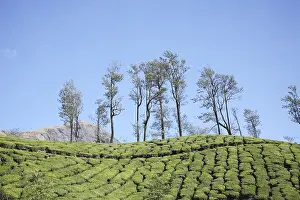Category Historic EN Prints: Tea plants Latin name Camellia sinensis fresh foliage and tender leaves