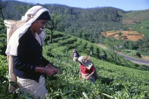 Tea production in Sri Lanka, formerly Ceylon