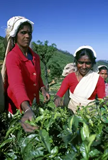 Tea production in Sri Lanka, formerly Ceylon