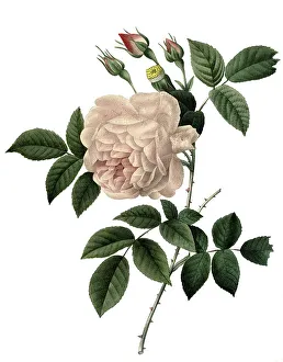 Tea rose (Rosa indica fragrans)