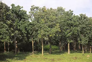 Teak trees plantation Tectona grandis