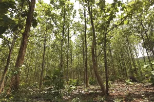 Teak wood plantations at ananthagiri hills
