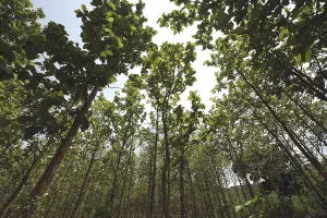 Teak wood plantations at ananthagiri hills