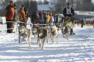 Team of Huskies during a sleddog race