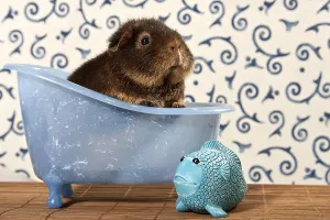 US teddy guinea pig in mini bathtub