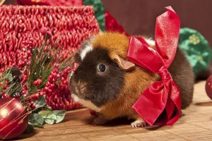 US Teddy guinea pig with a red ribbon and Christmas decorations