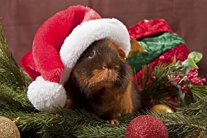 US Teddy guinea pig with Santa Claus hat and Christmas decorations