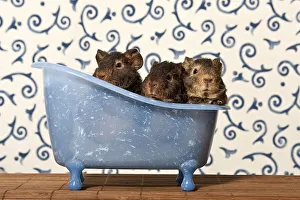 US teddy guinea pig, young animals in a mini bathtub