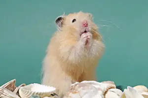 Teddy hamster, sitting up, Austria, Europe