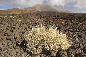Teide broom (Cytisus supranubius)