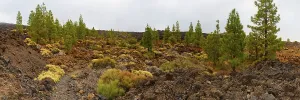 Teide National Park, Tenerife, Canary Islands