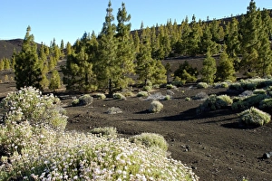 Teide national park, Tenerife, Canary Islands