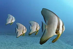 Four Teira batfish (Platax teira)