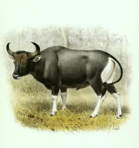 Tembadau (Bos javanicus), is a wild cattle native to Southeast Asia