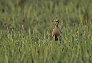 Temminck's Courser (Cursorius temminckii ruvanensis) adult