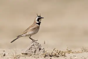 Temminck's Lark (Eremophila bilopha) male