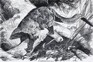 Temminck's pangolin (Manis Temminckii)
