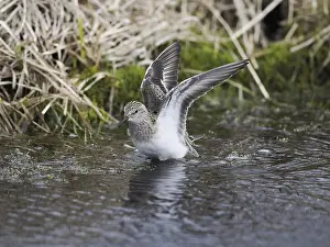 Temminck's Stint (Calidris temminckii)