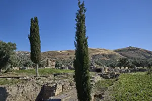 Temple of Apollo, towering cypresses in front of ancient ruins in a vast
