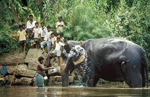 A temple elephant gets a bath from his mahout and children watching it in a River at Courtalam Kutralam Kuttalam