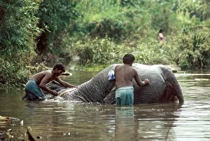 A temple elephant gets a bath from his mahout in a River at Courtalam Kutralam Kuttalam
