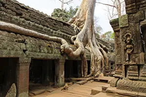 The temple of Ta Prohm in Cambodia