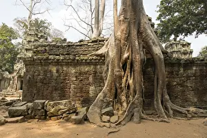 The temple of Ta Prohm in Cambodia