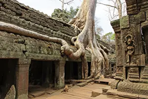 The temple of Ta Prohm in Cambodia