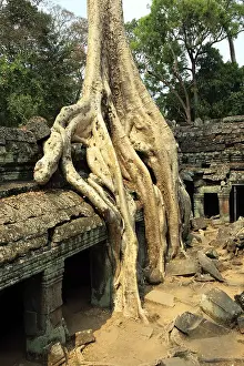 The temple of Ta Prohm in Cambodia