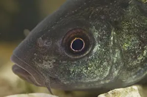 Tench, tenches (Tinca tinca), Tench