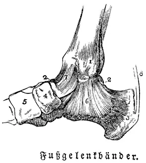 Tendons of the ankles, man, body part