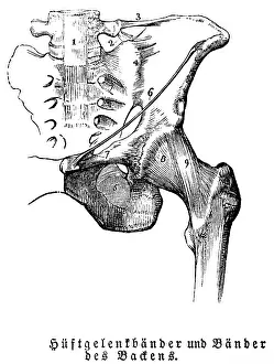 Tendons of the hip joint and pelvis